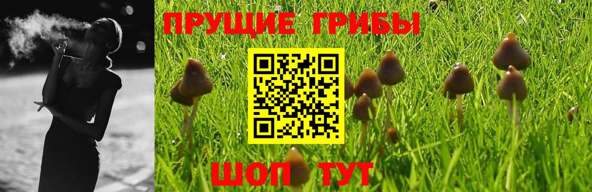 Донской  Псилоцибиновые грибы Cubensis  Вход с VPN 